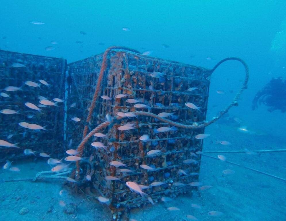 Wijnflessen in kooien op de zeebodem